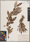 Foto von Salix excelsa S. G. Gmel.